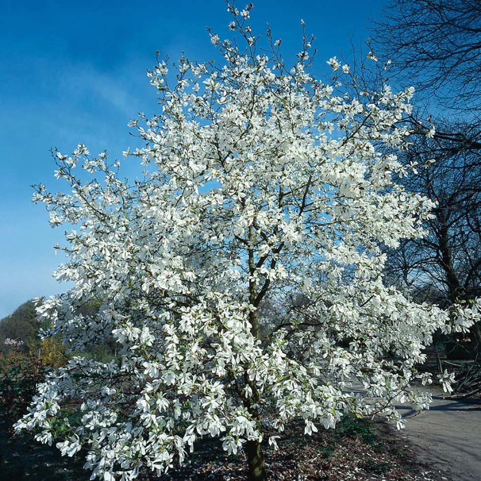 Prydnadsbuske Omnia Garden Japansk Magnolia