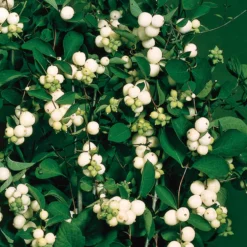 Prydnadsbuske Omnia Garden Snöbär