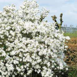 Prydnadsbuske Omnia Garden Stjärnmagnolia Royalstar