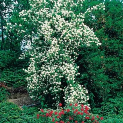 Prydnadsbuske Schersmin- Doftschersmin Omnia Garden 100-150 cm
