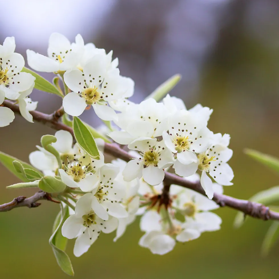 Prydnadsträd Omnia Garden - Silverpäron med Vit Blomning 80-90 cm