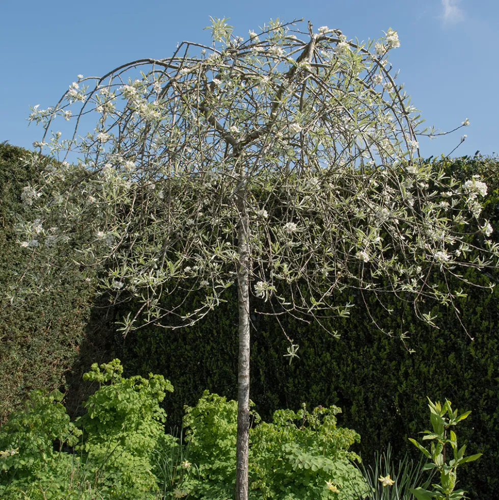 Prydnadsträd Omnia Garden - Silverpäron med Vit Blomning 80-90 cm