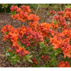 Rhododendron Azalea Omnia Garden Knaphill Gibraltar 30-40 cm