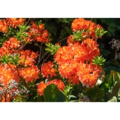 Rhododendron Azalea Omnia Garden Knaphill Gibraltar 30-40 cm