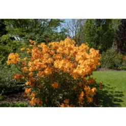 Rhododendron Azalea Omnia Garden Knaphill Klondyke 30-40 cm