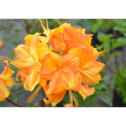 Rhododendron Azalea Omnia Garden Knaphill Klondyke 30-40 cm