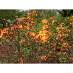 Rhododendron Azalea Omnia Garden Knaphill Klondyke 30-40 cm
