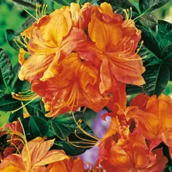 Rhododendron Azalea Omnia Garden Knaphill Klondyke 30-40 cm