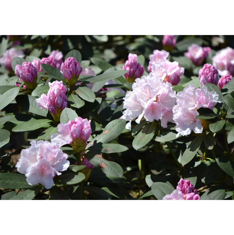 Rhododendron Omnia Garden Schneekrone 25-30 cm