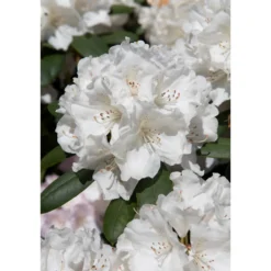 Rhododendron Omnia Garden Schneekrone 25-30 cm