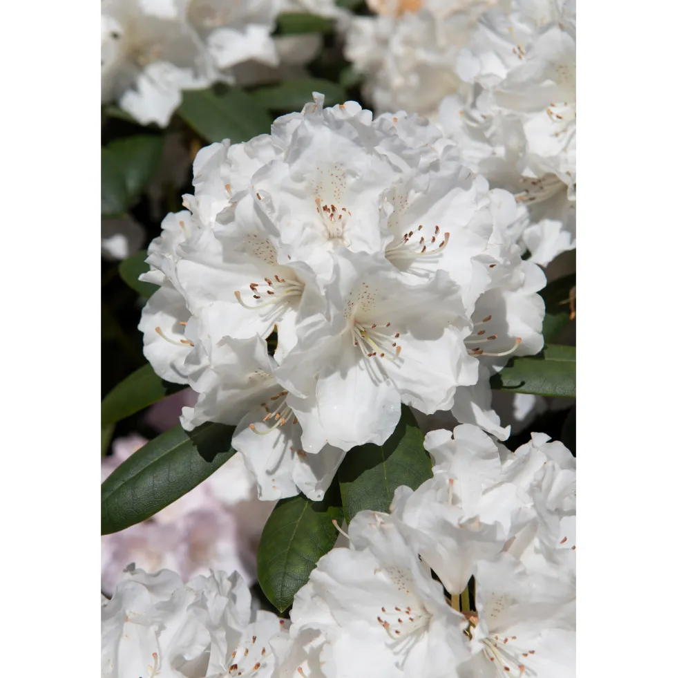 Rhododendron Omnia Garden Schneekrone 25-30 cm