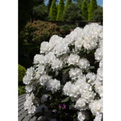Rhododendron Omnia Garden Schneekrone 25-30 cm