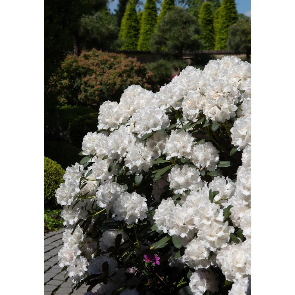Rhododendron Omnia Garden Schneekrone 25-30 cm