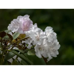 Rhododendron Omnia Garden Schneekrone 25-30 cm