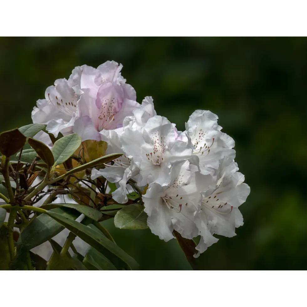 Rhododendron Omnia Garden Schneekrone 25-30 cm