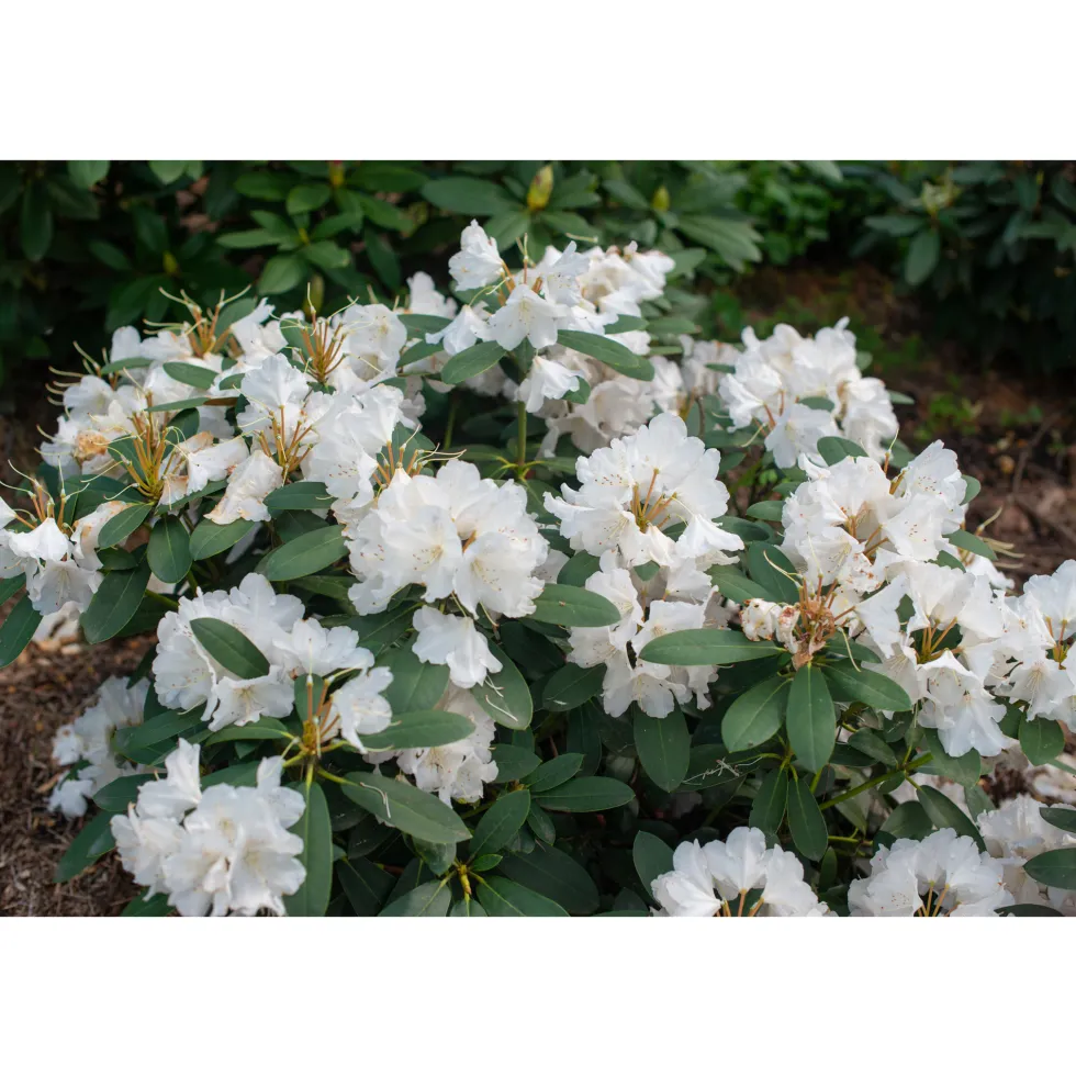Rhododendron Omnia Garden Schneekrone 25-30 cm