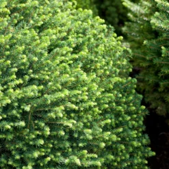 Serbisk Dvärggran Omnia Garden Karel