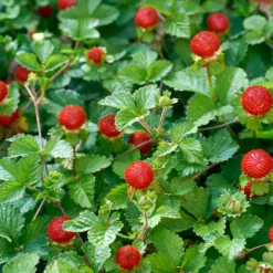 Smultron Omnia Garden Rügen Fragaria Vesca
