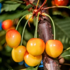 Sötkörsbärsträd Omnia Garden Büttners Späte Rote Knorpelkirsche E
