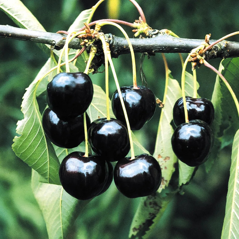 Sötkörsbärsträd Omnia Garden Stor Svart Bigarrå Grosse Schwarze Knorpelkirsche