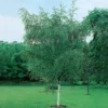 Vårtbjörk Omnia Garden 60-100 cm