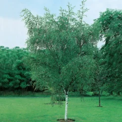 Vårtbjörk Omnia Garden 60-100 cm
